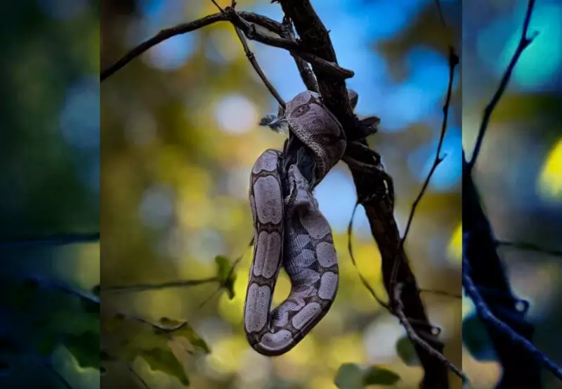 Jiboia é flagrada devorando pássaro em árvore no Tocantins — veja o impressionante momento!