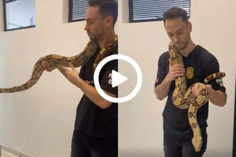 Jiboia gigante de 2,5 metros é apreendida em Joinville — animal era tratado como pet