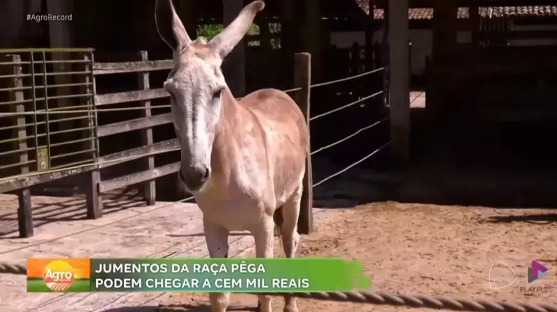 Jumentos de elite: como a genética e o bem-estar animal estão revolucionando a criação no interior de SP