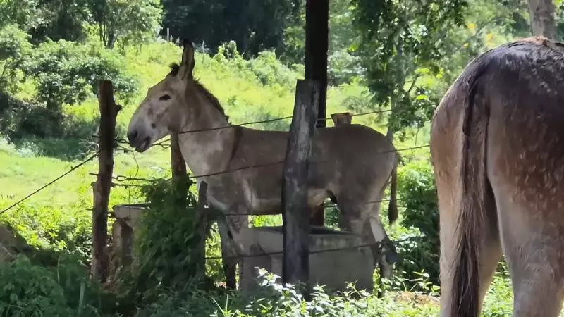 Jumentos em risco: entenda por que esses animais estão desaparecendo no Brasil