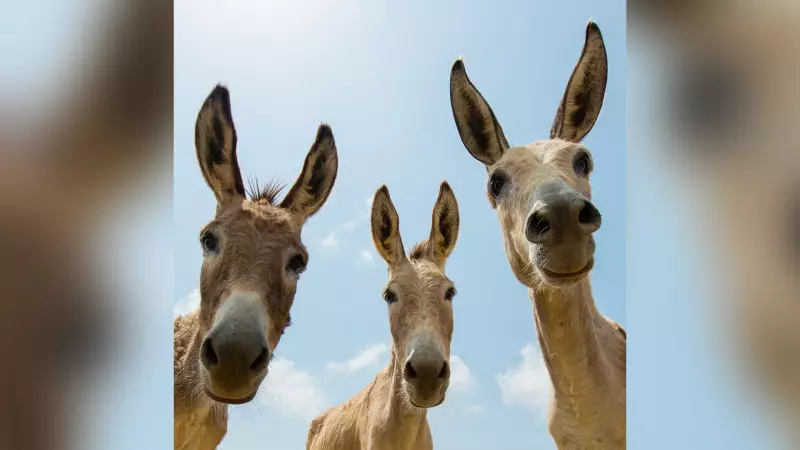 Jumentos no Sertão: Como a Dor de Um Animal Mobilizou o Brasil Inteiro
