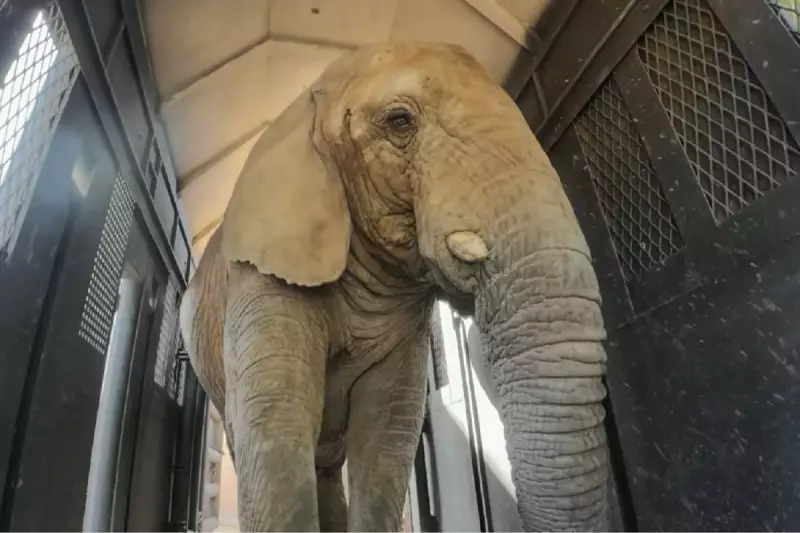 Kenia, a última elefanta em cativeiro na Argentina, cruza MS rumo a santuário no Brasil