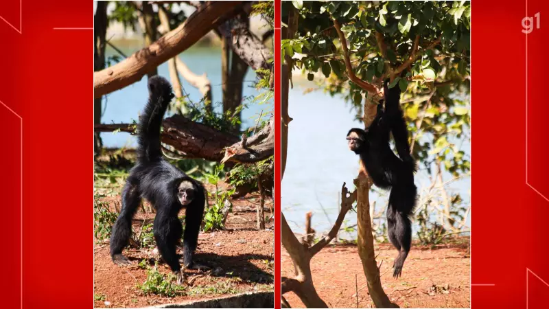 Kika e Chicão: Casal de macacos-aranha no Zoo de Brasília pode salvar espécie da extinção