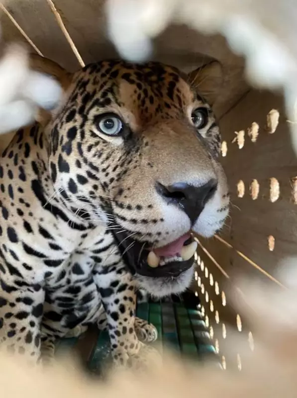Latam realiza voo solidário e transporta onças-pintadas resgatadas na Amazônia