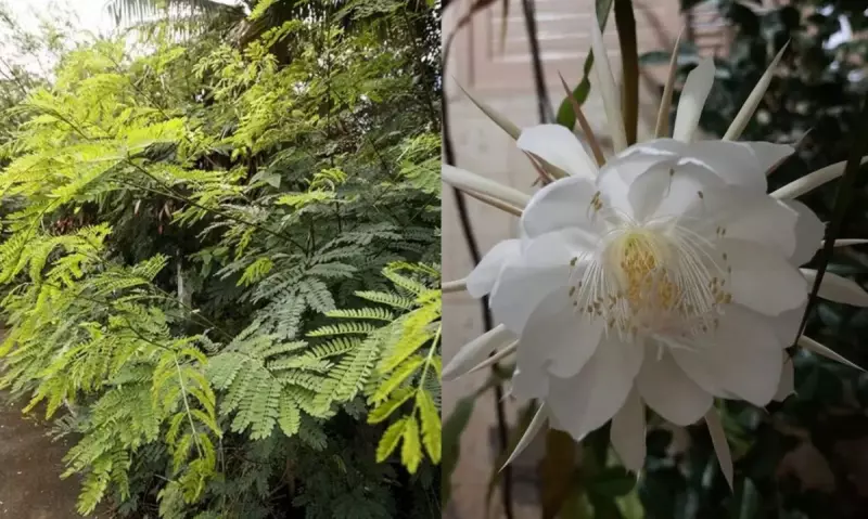 Leucena e Murta: Plantas Invasoras Viram Ameaça Ambiental em Campo Grande — Saiba Como Agir