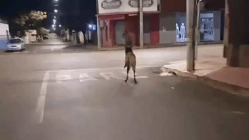 Lobo-guará assombra cidade mineira durante a madrugada e intriga moradores e militares