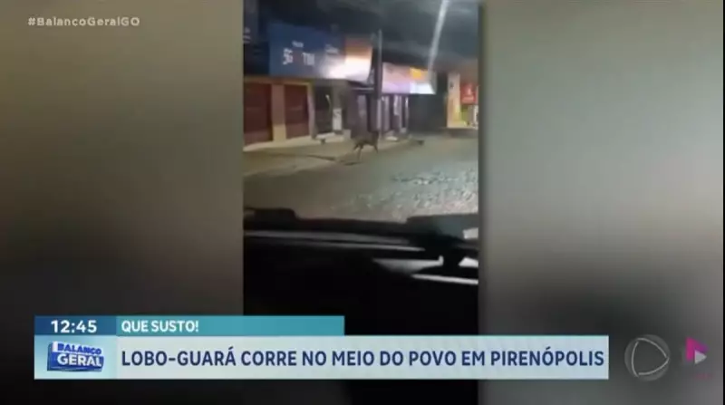 Lobo-guará é flagrado correndo pelas ruas de Pirenópolis, GO — Veja o vídeo!