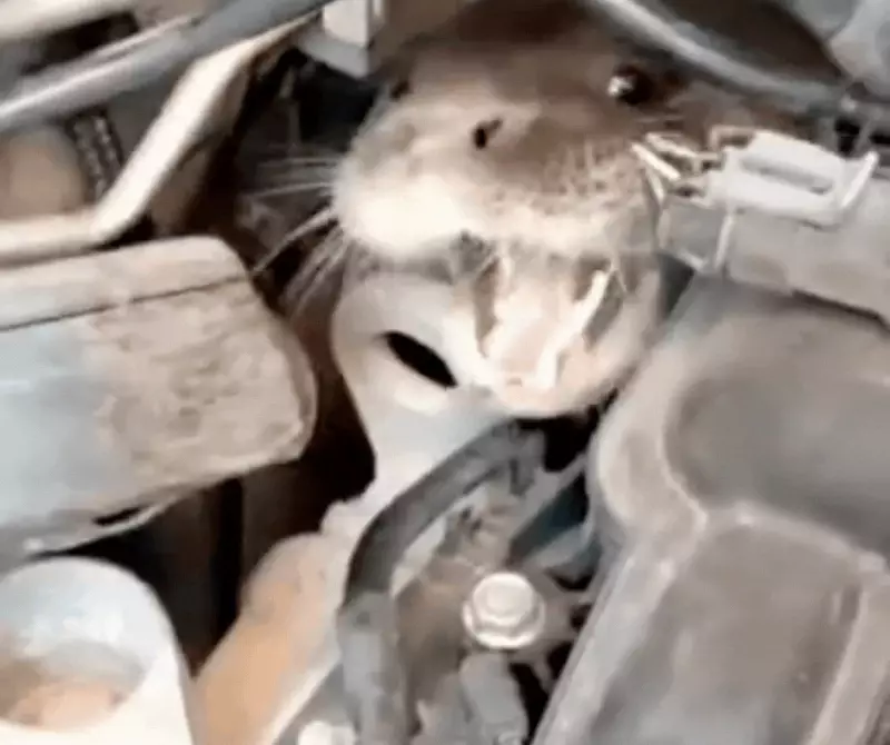 Lontra é salva de motor de carro na Grande Florianópolis — veja o resgate emocionante!