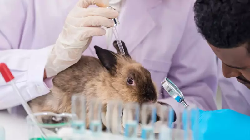 Lula sanciona lei histórica: Brasil veta testes em animais para cosméticos — um marco ético