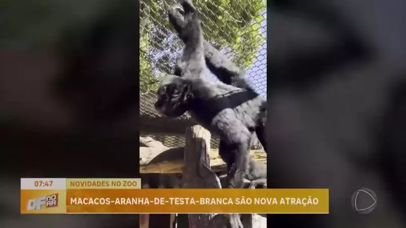 Macacos-aranha-de-testa-branca: a nova sensação do Zoológico de Brasília que está conquistando visitantes