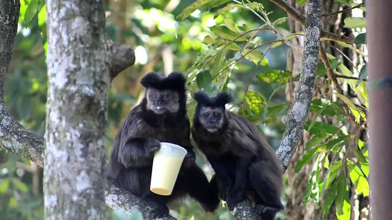 Macacos em perigo: turistas que alimentam animais na região de Campinas colocam espécies em risco, alerta Unicamp