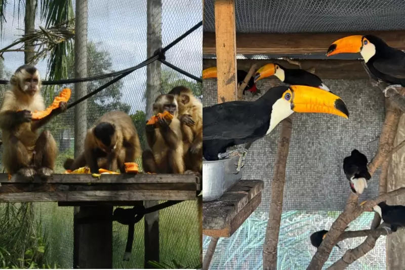 Macacos-prego, tucanos e pacas voltam ao Pantanal após reabilitação — veja o emocionante retorno!