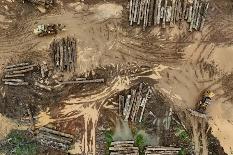 Madeireiros ilegais lucram com créditos de carbono na Amazônia: entenda o esquema