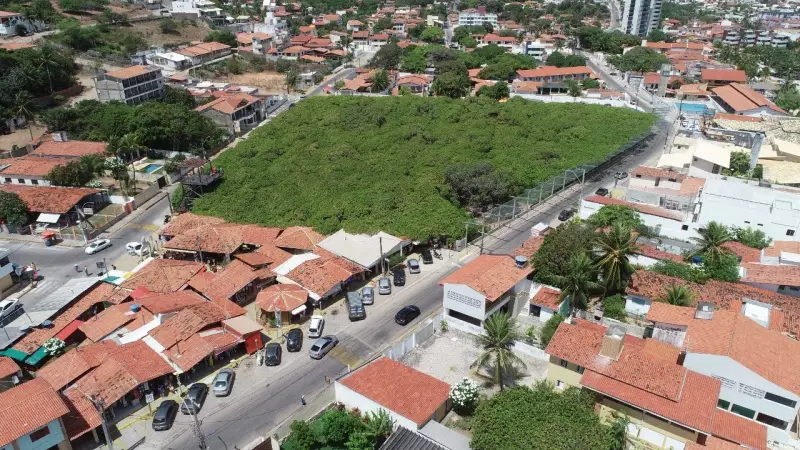 Maior cajueiro do mundo em risco: poda de árvore centenária gera polêmica no RN