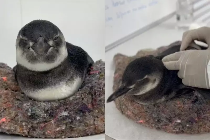 Mais de 40 pinguins são encontrados mortos em uma semana no litoral de SP: entenda o caso