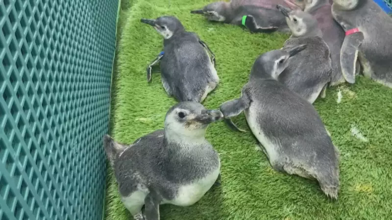 Mais de 50 pinguins-de-magalhães encalham no litoral paranaense em apenas uma semana