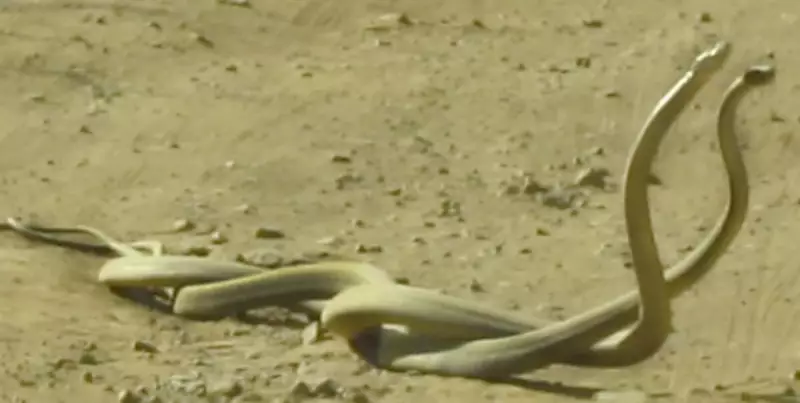 Mambas Negras em combate: Vídeo flagra cobras raras em disputa territorial na África do Sul