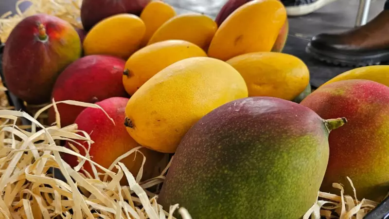 Manga: a fruta tropical que conquistou os EUA e tem 5 mil anos de história