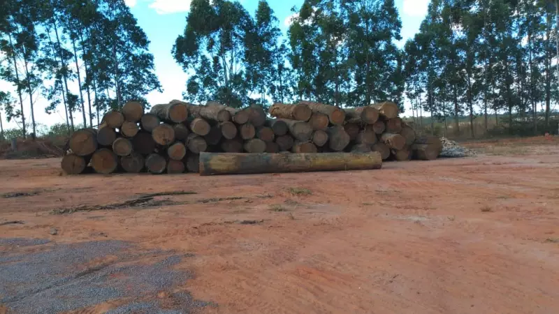 Mato Grosso em alerta: madeireiras registram mais de 390 acidentes e 9 mortes em 2025