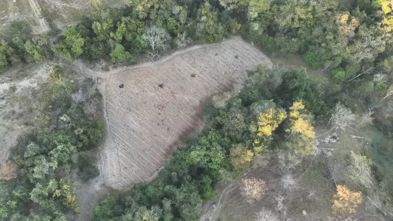 Megaplantação de maconha com 5 mil pés é descoberta no interior de MG: veja detalhes