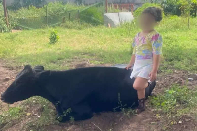 Menina de 7 anos chora por vaca de estimação desaparecida em Itapetininga — 'Ela é como uma irmã', desabafa