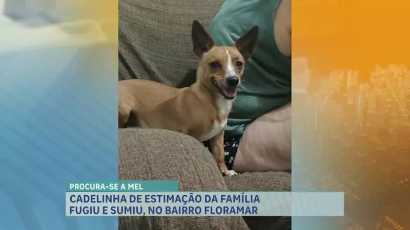 Menino de 7 anos faz emocionante apelo para reencontrar cadelinha desaparecida em BH