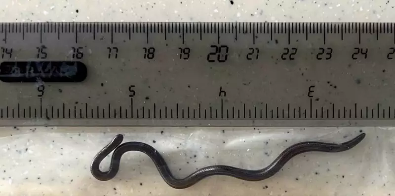 Menor cobra do mundo reaparece após sumiço de quase 20 anos — e a descoberta é surpreendente!