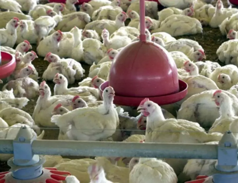 México e Reino Unido liberam importação de carne brasileira após caso de gripe aviária