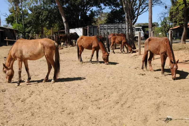 Ministério da Agricultura investiga 222 mortes de cavalos por suspeita de ração contaminada