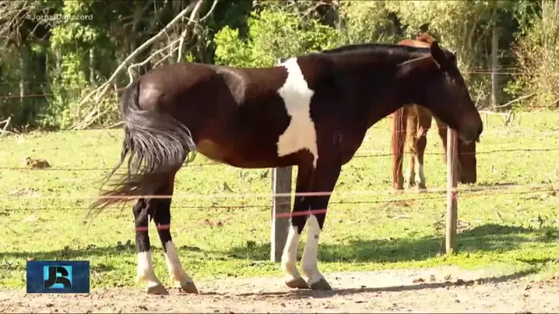 Ministério suspende fabricante de ração após morte de cavalos no Brasil: entenda o caso