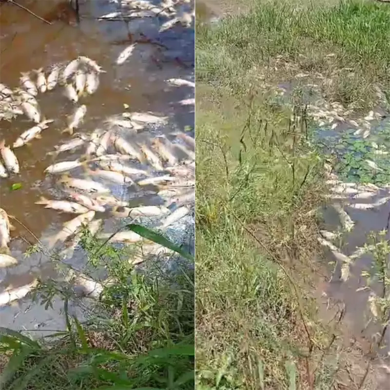 Mistério no RN: Toneladas de peixes mortos aparecem em barragem e drones ajudam na investigação