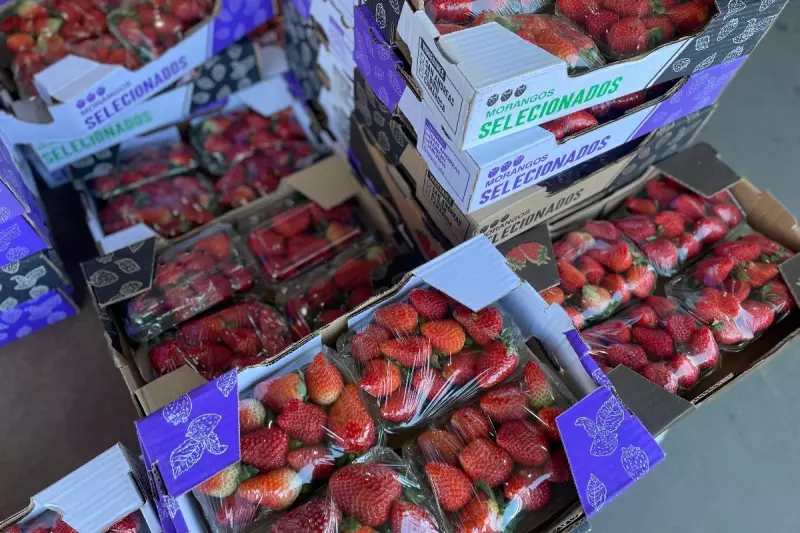 Morango do Amor faz preços dispararem e vira febre na Ceasa-MS: vendas batem recorde!