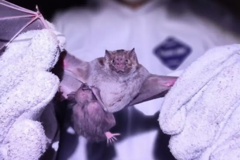 Morcegos-vampiros em SC: vigilância reforçada para evitar raiva bovina