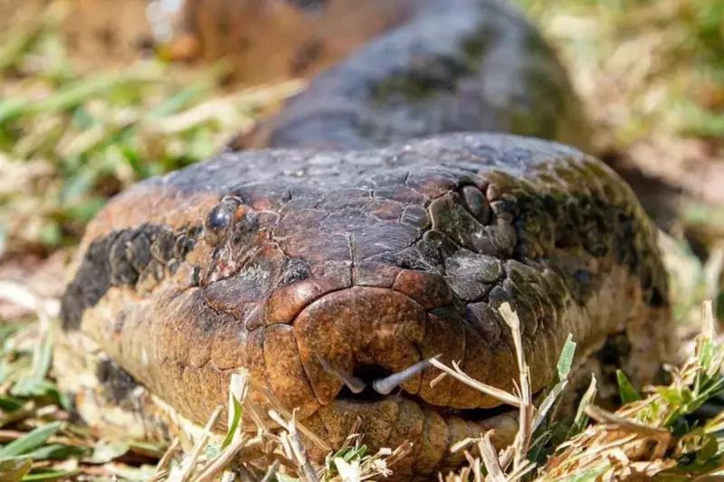 Mordida de sucuri: como os 100 dentes de anzol da cobra gigante podem causar infecções graves