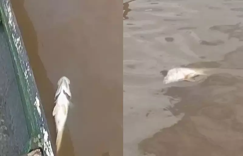 Morte de peixes em rio de Estância gera alerta ambiental em Sergipe