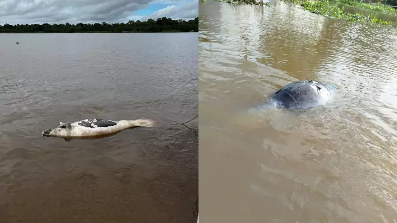 Mortes de peixes-bois no Pará: pesquisadores do Amapá investigam causas