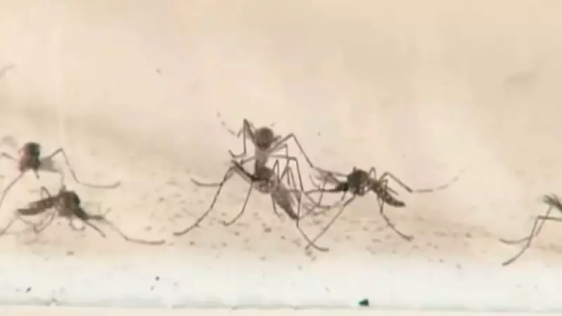 Mosquitos artificiais: a revolução tecnológica que pode acabar com a dengue no Brasil