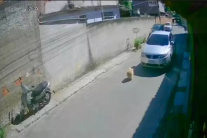 Motorista atropela cachorro e foge sem prestar socorro em Angra dos Reis
