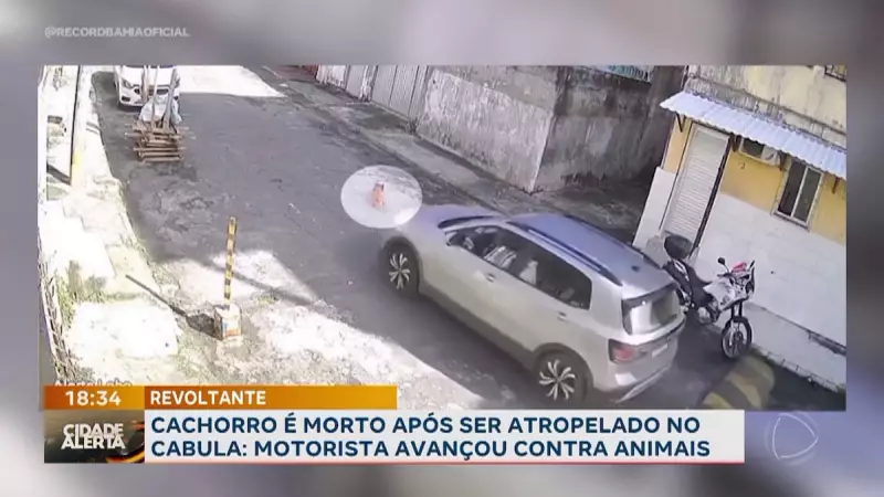 Motorista atropela e mata cachorro em Salvador: caso choca moradores