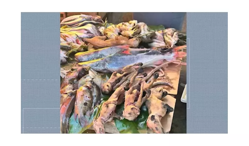 MP investiga denúncia de venda ilegal de carne de gambá em feira no Pará