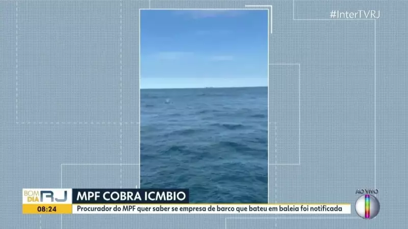 MPF investiga responsabilização de empresa após colisão com baleia em Arraial do Cabo