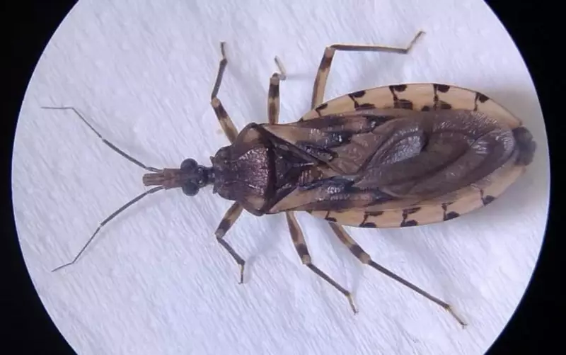 Mudanças climáticas aumentam risco de doença de Chagas na Amazônia: entenda os perigos