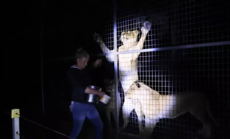 Mulher perde braço em ataque de leão na Austrália após décadas trabalhando com animais