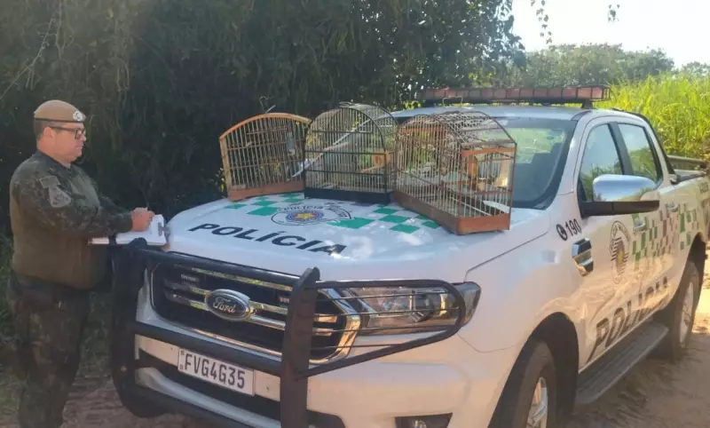 Multa de R$ 25 mil por manter aves silvestres em cativeiro em Pacaembu: entenda o caso