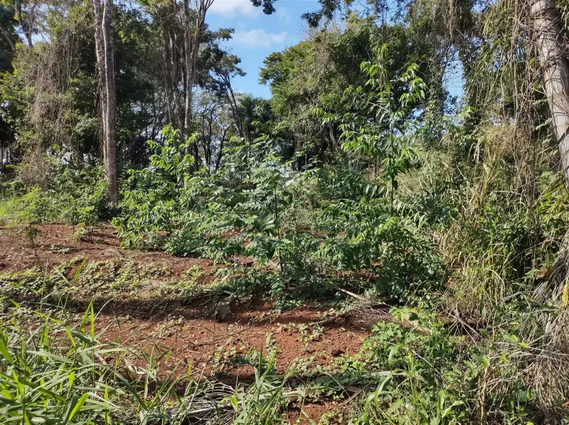 Multa pesada! Sitiantes de Nantes têm que desembolsar R$ 72 mil por destruir vegetação nativa