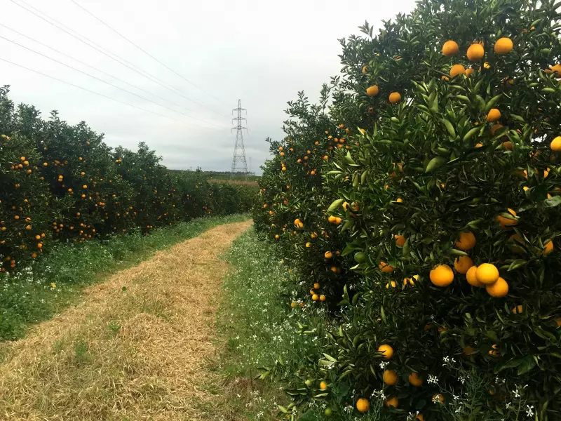Murta: planta ornamental pode ser proibida em Campo Grande por risco a citros