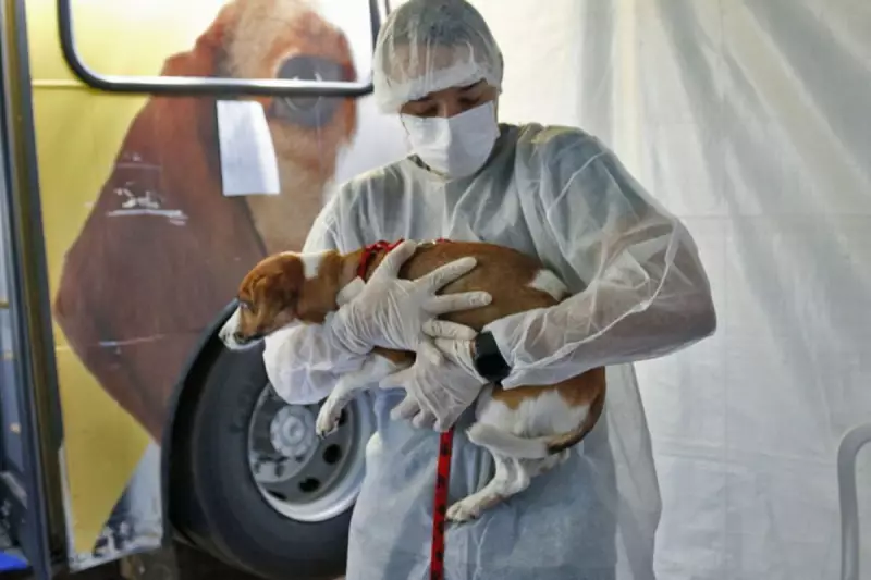 Mutirão de castração gratuito atende cães e gatos em Limeira — saiba como participar