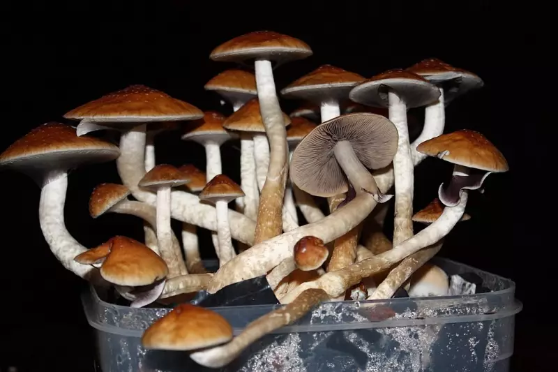 Nova Zelândia legaliza cogumelos mágicos para uso medicinal: o que isso significa?