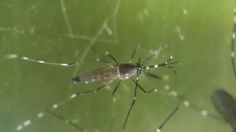 OMS soa o alarme: Chikungunya pode voltar com força e virar nova epidemia no Brasil