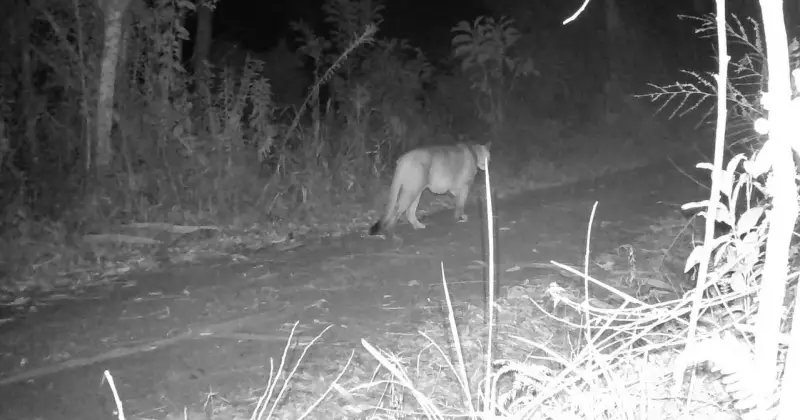 Onça-parda é flagrada rondando propriedade de veterinário em SC; assista ao vídeo